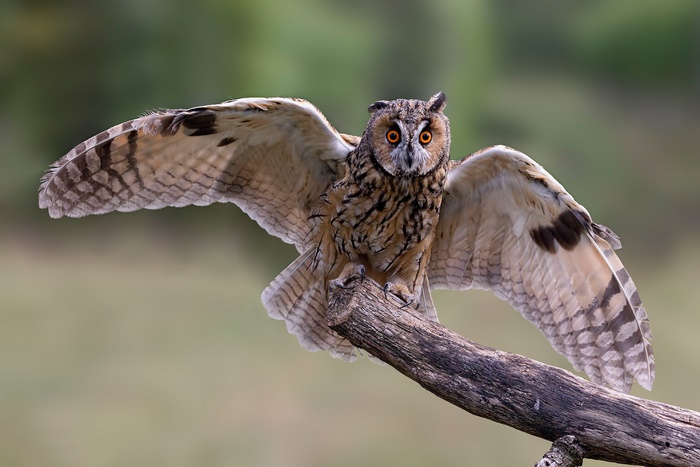 Long-Eared Owl perched on a branch with wings spread