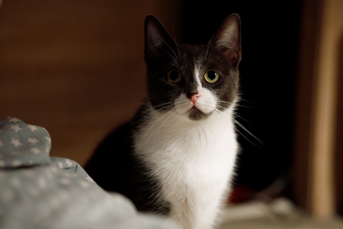 A tuxedo cat with green eyes looks forward