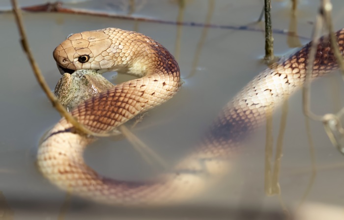 Snake eating a frog in murky water