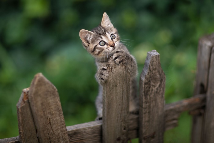Kitten climbing an old wooden fence