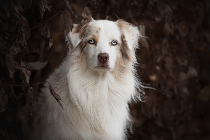 Australian Shepherd dog with blue eyes
