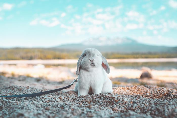 A lop-eared bunny on a leash at the beach