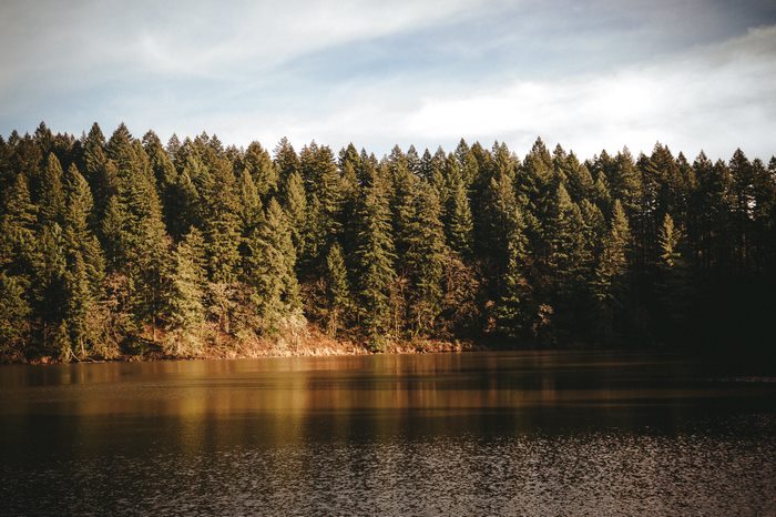 Lake and Forest