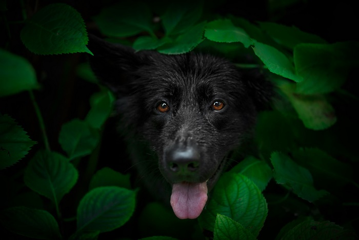 Black dog peeking through green leaves