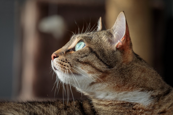 Close-up of a tabby cat looking up