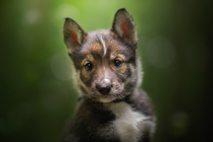 Puppy with brown and white fur