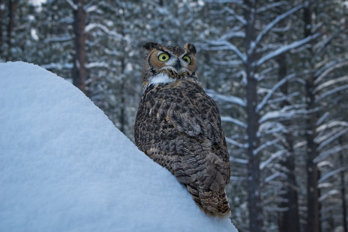 Great Horned Owl in a Snowy Forest