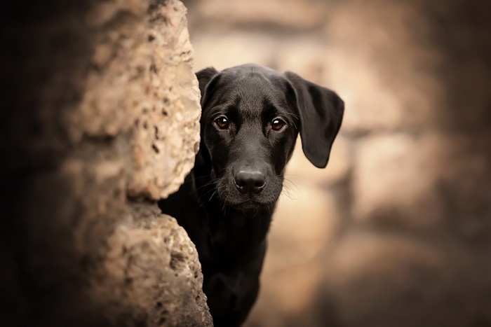 Black puppy peeking from behind a rock
