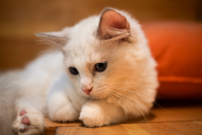 White kitten with pink paws lying down