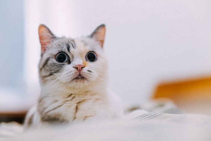 A close-up of a surprised cat with wide eyes