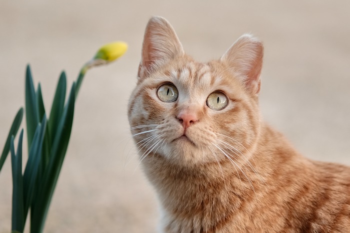Orange tabby cat looking at a daffodil bud