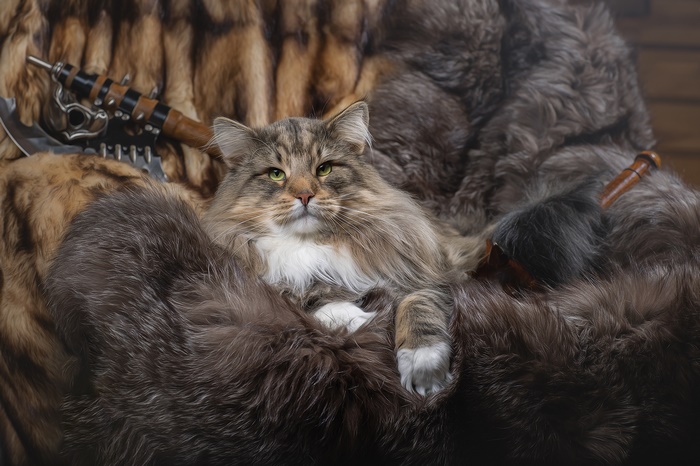 Relaxed Cat Resting on Soft Fur
