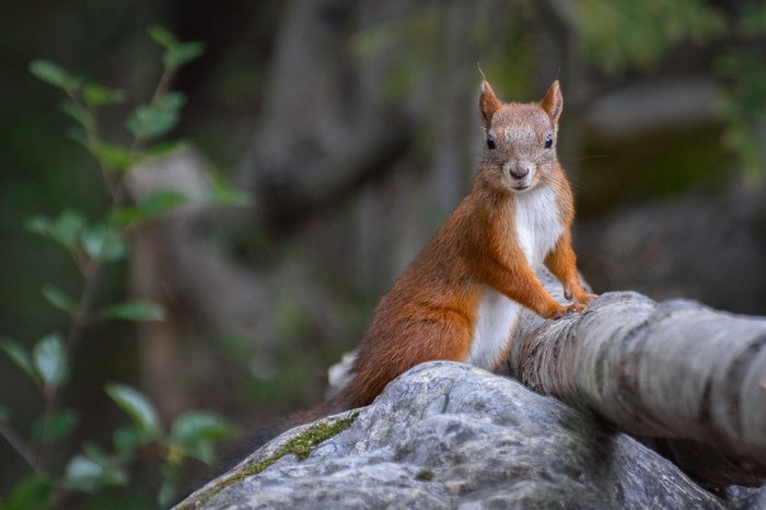 Red squirrel on a rock and log