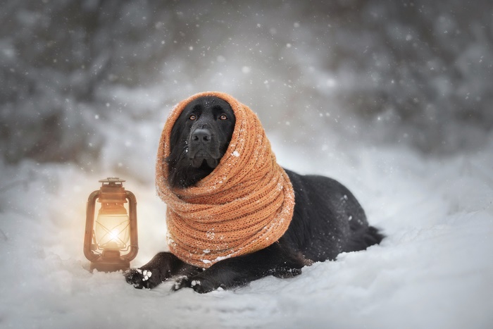 Black dog wearing a scarf in the snow with a lantern