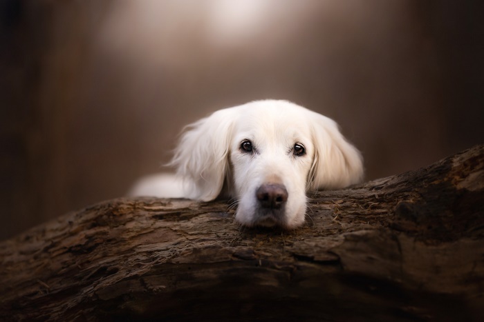 Golden Retriever resting on a log