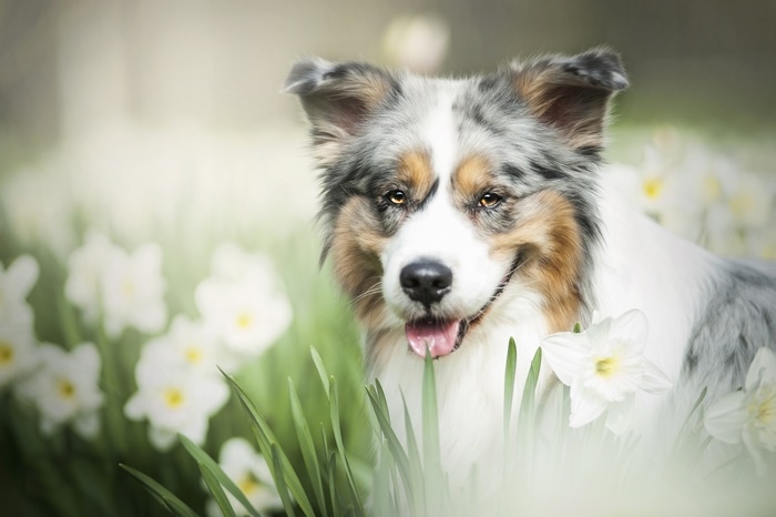Australian Shepherd Dog in Daffodils