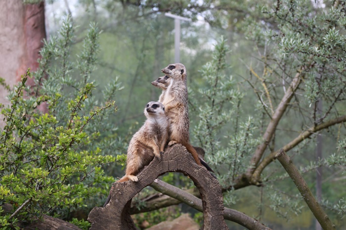 Three meerkats standing on a log