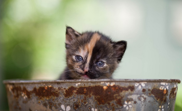 Tortoiseshell Kitten Peeking Over Rusty Bucket