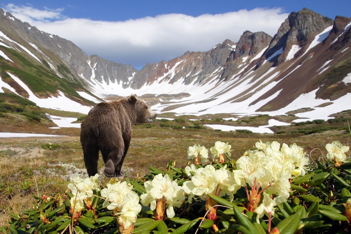 Grizzly Bear in a Mountain Valley with Flowers