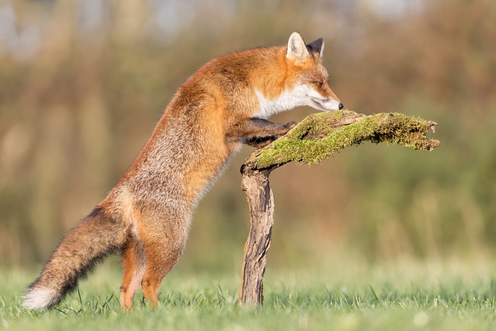 Red fox standing on a mossy branch