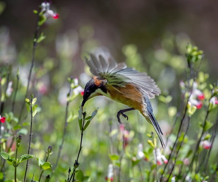 Bird feeding on flowers in a garden