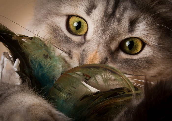 Close-up of a cat with green eyes holding feathers