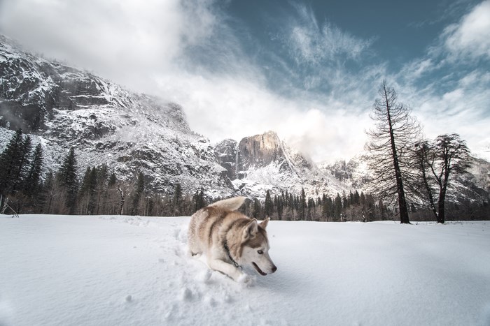 Siberian Husky Romping Through Snowy Mountains
