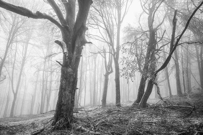 Foggy forest in winter
