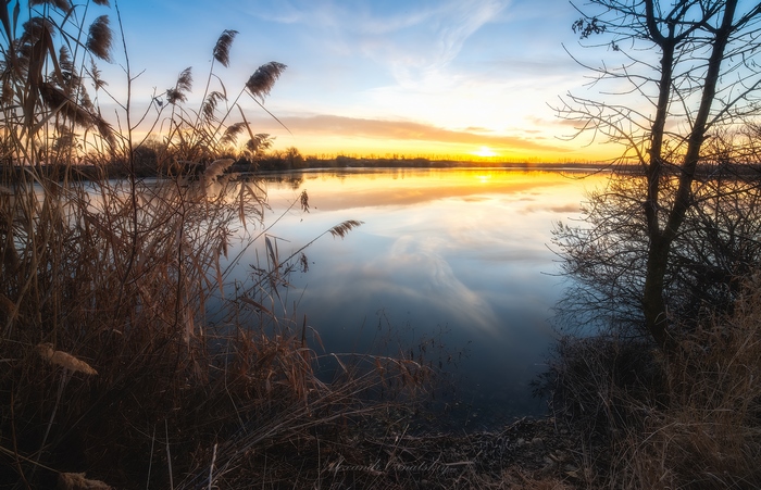 Lake at Sunset with Reeds and Tree