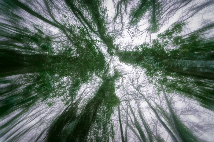 Looking up through trees covered in ivy