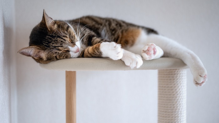 Tabby cat sleeping on a cat tree