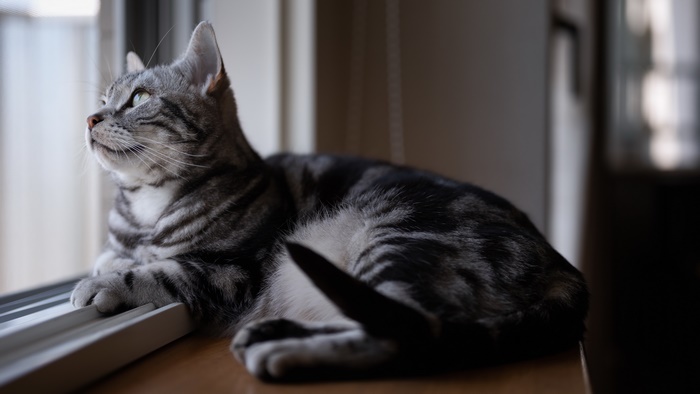Tabby Cat Looking Out a Window
