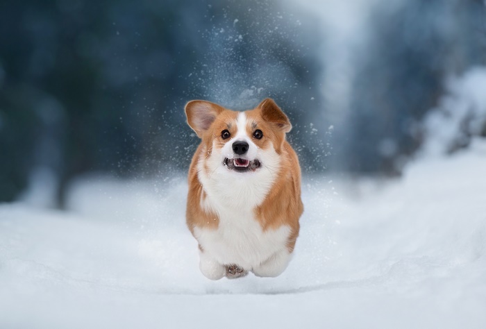 Corgi running in the snow