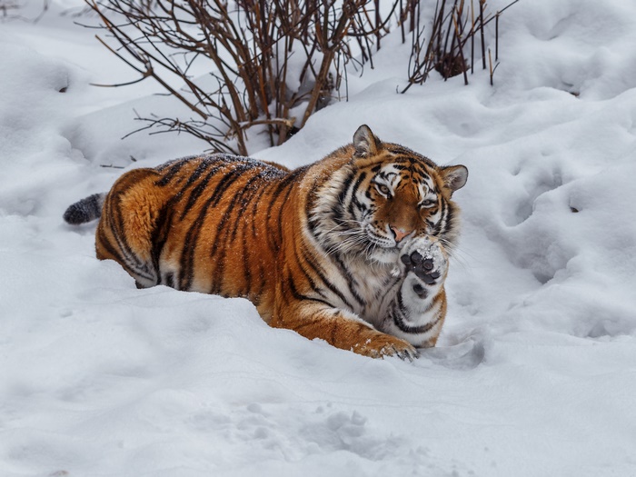Tiger lying in the snow