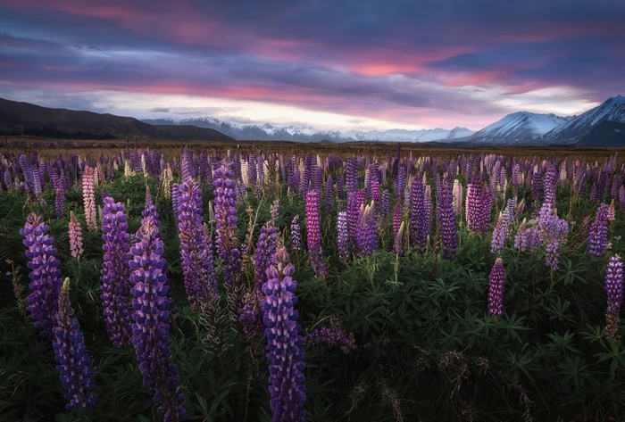 Field of Purple Lupine Flowers at Sunset