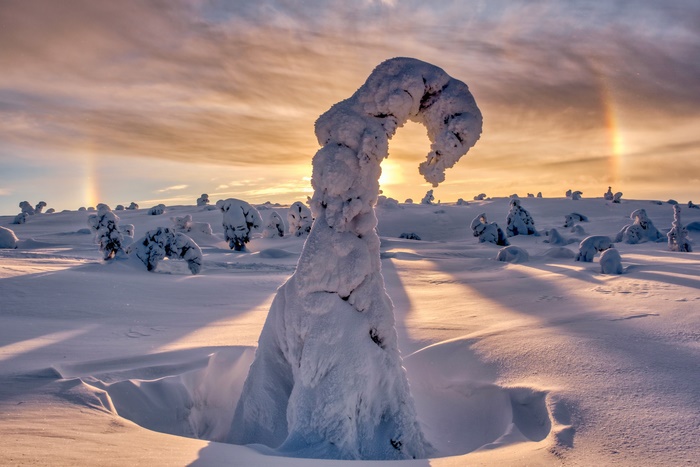 Snow-covered trees in a winter landscape with sun halos