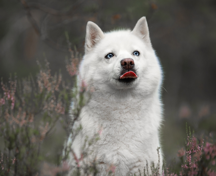 White Husky Dog with Blue Eyes in Flowers