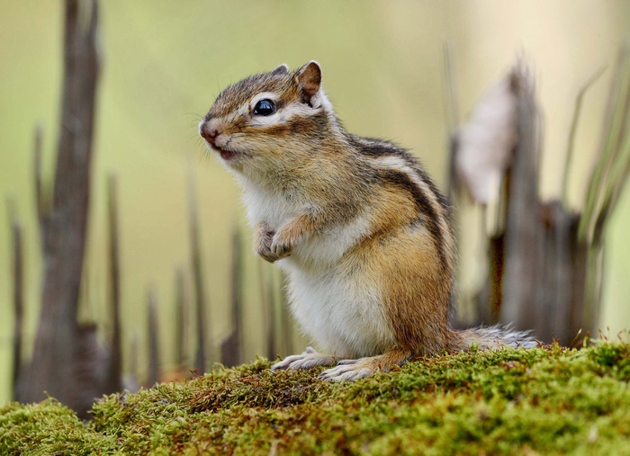 Chipmunk sitting on mossy log