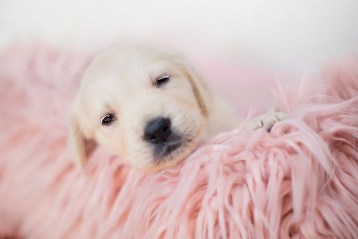Adorable Puppy Resting on Pink Fur