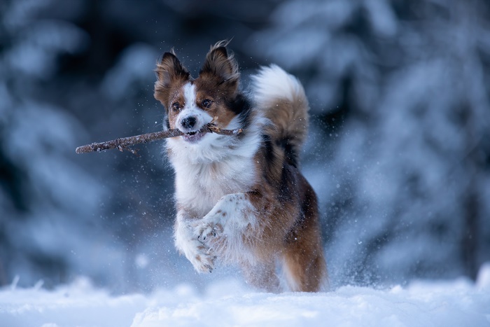 Dog running in snow with a stick