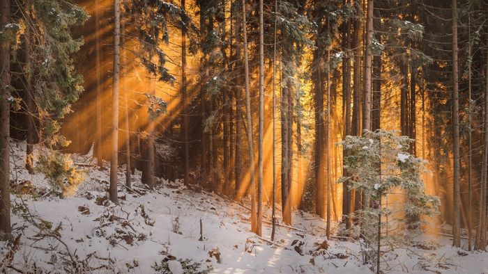 Sunbeams filtering through a snow-covered forest
