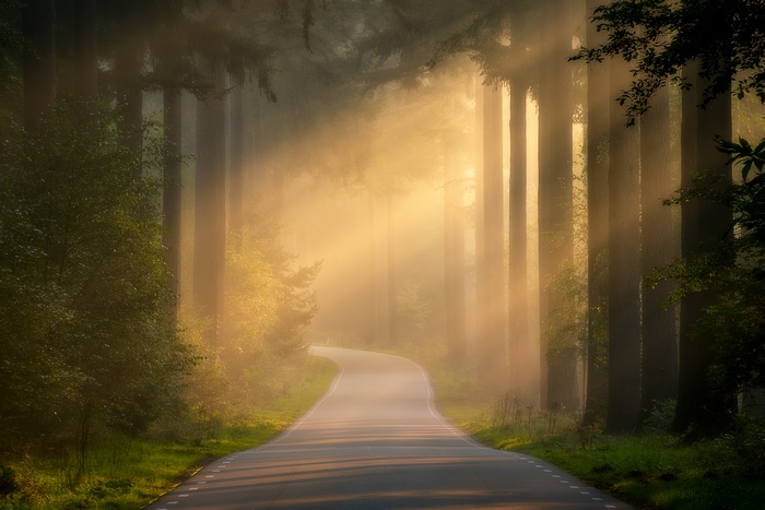 Road through a sunlit forest
