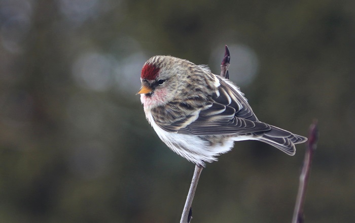 Common Redpoll bird perched on a branch