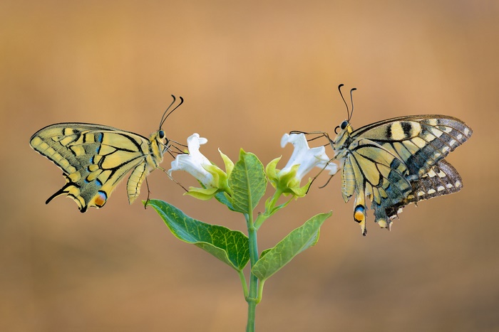 Two Swallowtail Butterflies on a Flower