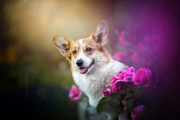Corgi Dog in Pink Roses 4K