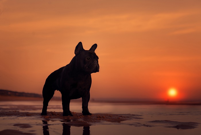 French Bulldog silhouetted against a sunset on a beach