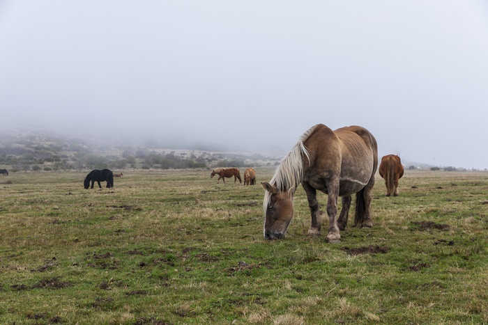 Horses grazing in a foggy field