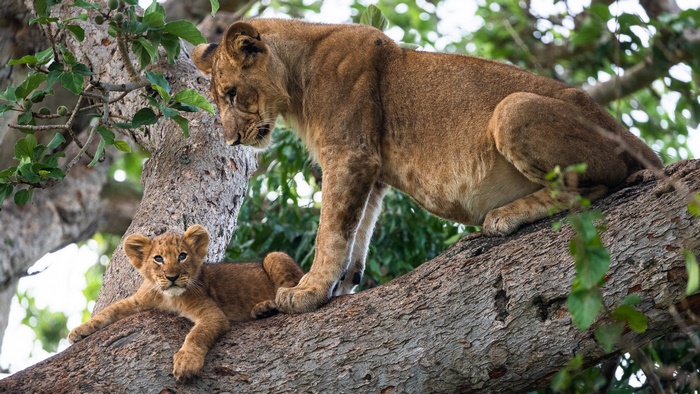Lion Cub and Adult Resting on Tree