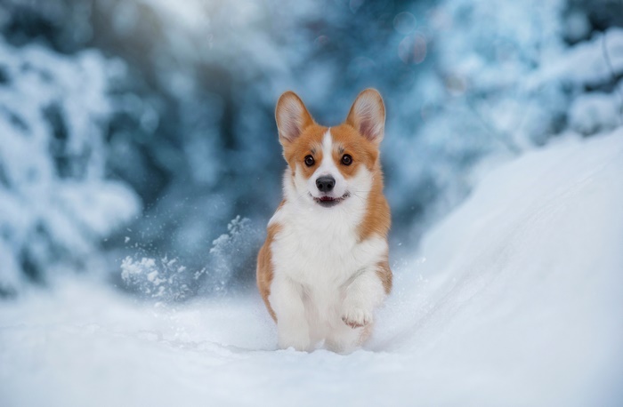 Corgi running in the snow