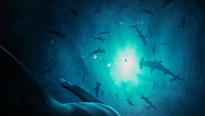 A diver surrounded by hammerhead sharks in the deep ocean